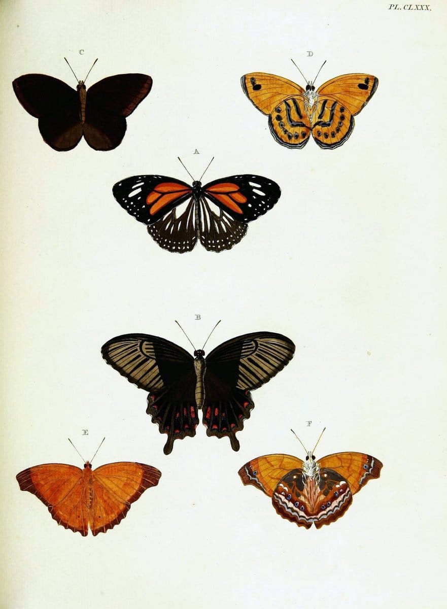 De uitlandsche kapellen voorkomende in de drie waereld-deelen, Asia, Africa en America,. | Africa America Asia Lepidoptera Surinam "Cornell University Library" | Vintage Print Reproduction 466835