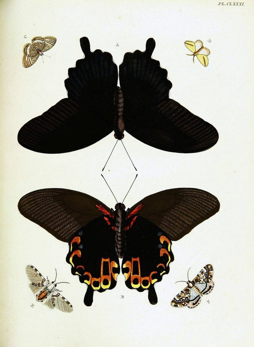 De uitlandsche kapellen voorkomende in de drie waereld-deelen, Asia, Africa en America,. | Africa America Asia Lepidoptera Surinam "Cornell University Library" | Vintage Print Reproduction 466836