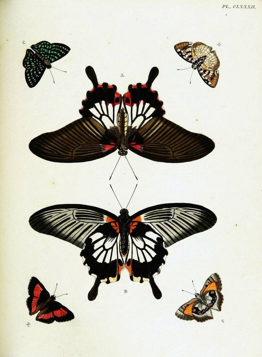 De uitlandsche kapellen voorkomende in de drie waereld-deelen, Asia, Africa en America,. | Africa America Asia Lepidoptera Surinam "Cornell University Library" | Vintage Print Reproduction 466838