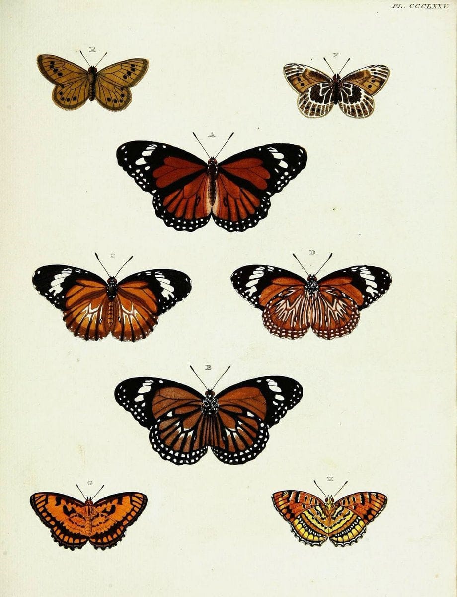 De uitlandsche kapellen voorkomende in de drie waereld-deelen, Asia, Africa en America,. | Africa America Asia Lepidoptera Surinam "Cornell University Library" | Vintage Print Reproduction 466839
