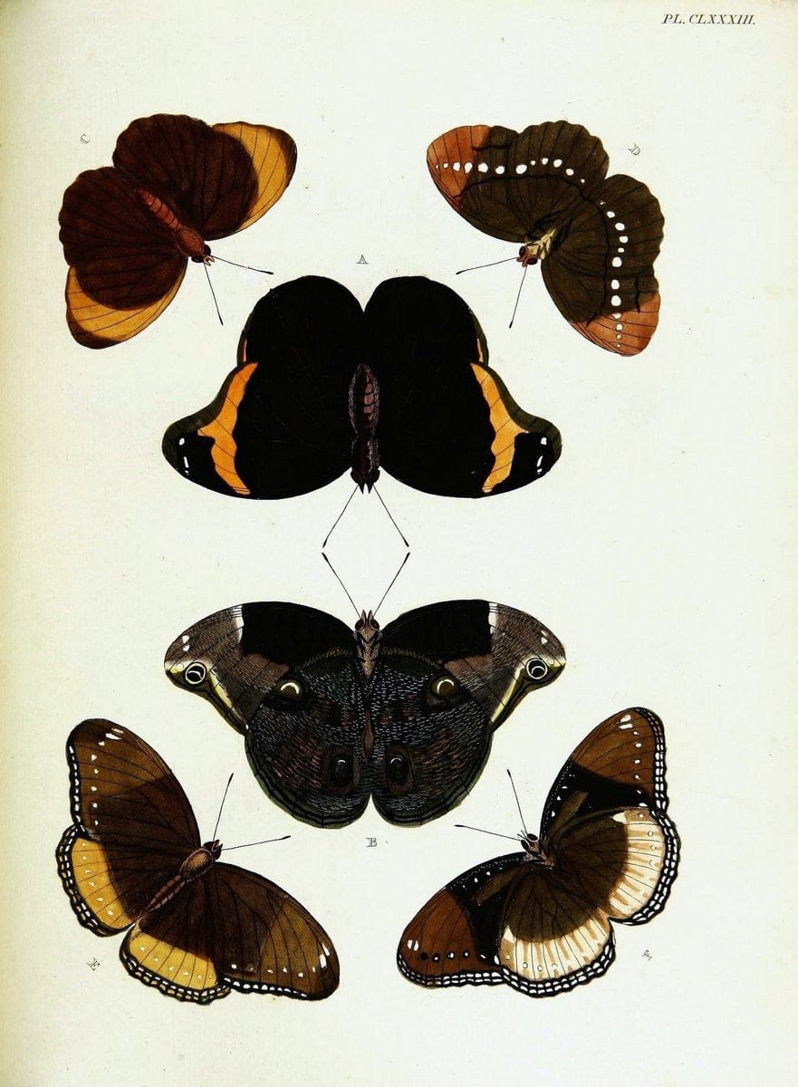 De uitlandsche kapellen voorkomende in de drie waereld-deelen, Asia, Africa en America,. | Africa America Asia Lepidoptera Surinam "Cornell University Library" | Vintage Print Reproduction 466841