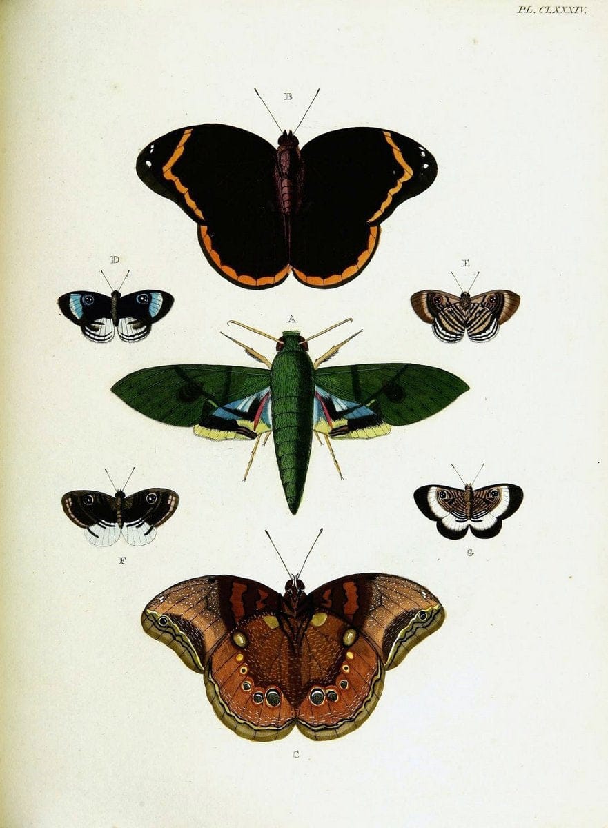 De uitlandsche kapellen voorkomende in de drie waereld-deelen, Asia, Africa en America,. | Africa America Asia Lepidoptera Surinam "Cornell University Library" | Vintage Print Reproduction 466842
