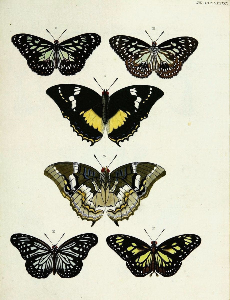De uitlandsche kapellen voorkomende in de drie waereld-deelen, Asia, Africa en America,. | Africa America Asia Lepidoptera Surinam "Cornell University Library" | Vintage Print Reproduction 466843