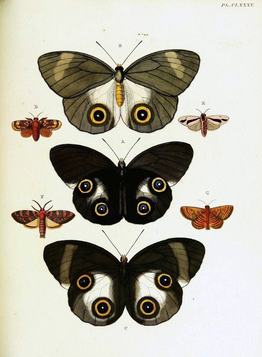 De uitlandsche kapellen voorkomende in de drie waereld-deelen, Asia, Africa en America,. | Africa America Asia Lepidoptera Surinam "Cornell University Library" | Vintage Print Reproduction 466844