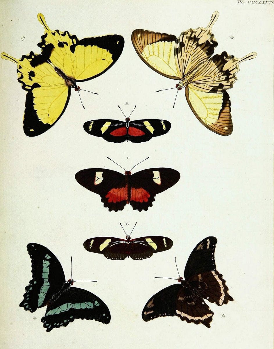 De uitlandsche kapellen voorkomende in de drie waereld-deelen, Asia, Africa en America,. | Africa America Asia Lepidoptera Surinam "Cornell University Library" | Vintage Print Reproduction 466845