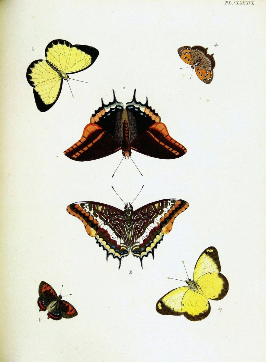 De uitlandsche kapellen voorkomende in de drie waereld-deelen, Asia, Africa en America,. | Africa America Asia Lepidoptera Surinam "Cornell University Library" | Vintage Print Reproduction 466847