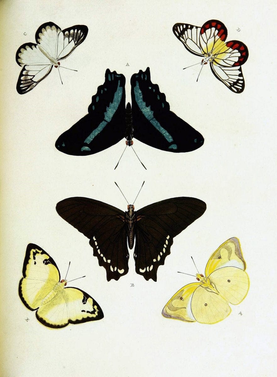 De uitlandsche kapellen voorkomende in de drie waereld-deelen, Asia, Africa en America,. | Africa America Asia Lepidoptera Surinam "Cornell University Library" | Vintage Print Reproduction 466848