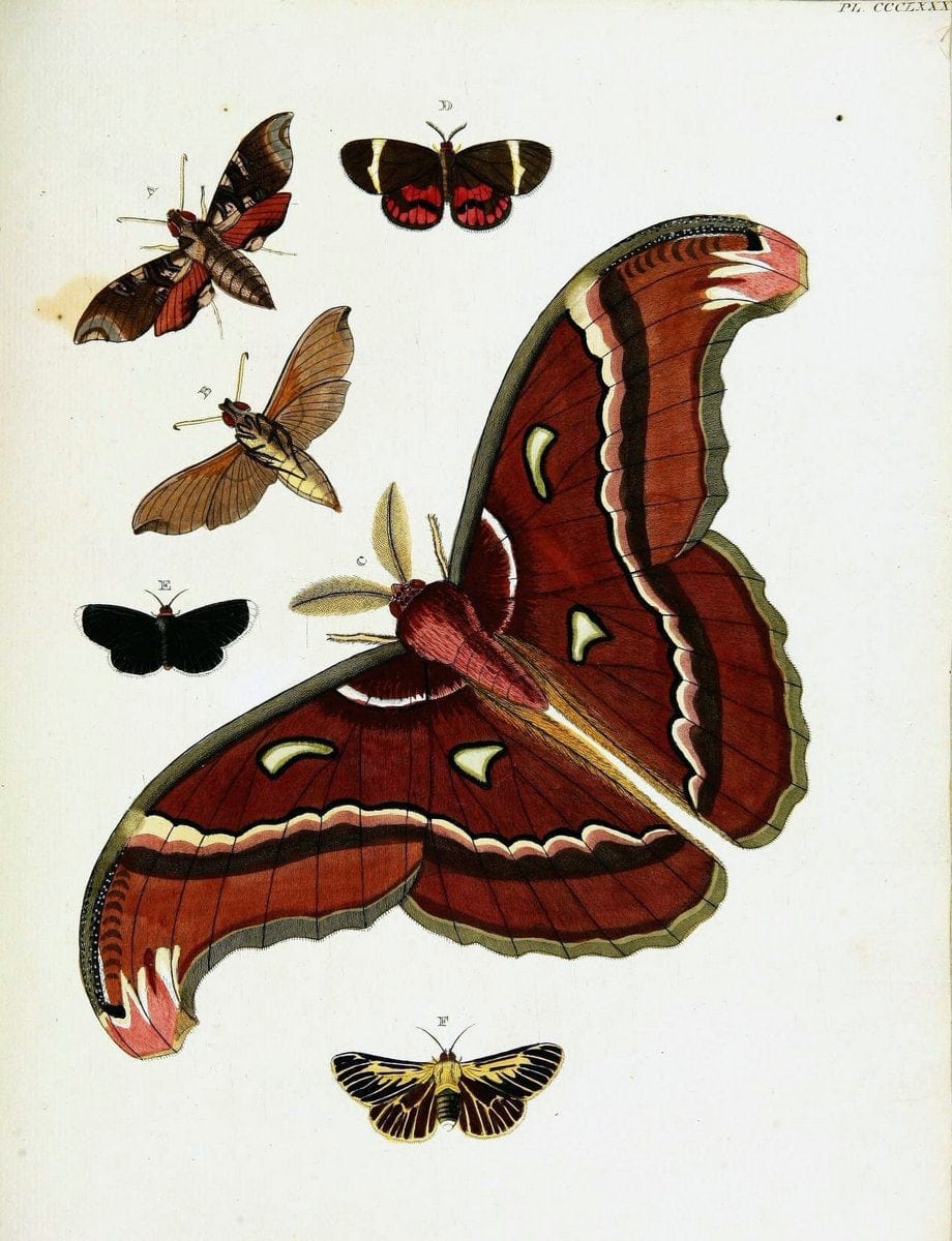 De uitlandsche kapellen voorkomende in de drie waereld-deelen, Asia, Africa en America,. | Africa America Asia Lepidoptera Surinam "Cornell University Library" | Vintage Print Reproduction 466851