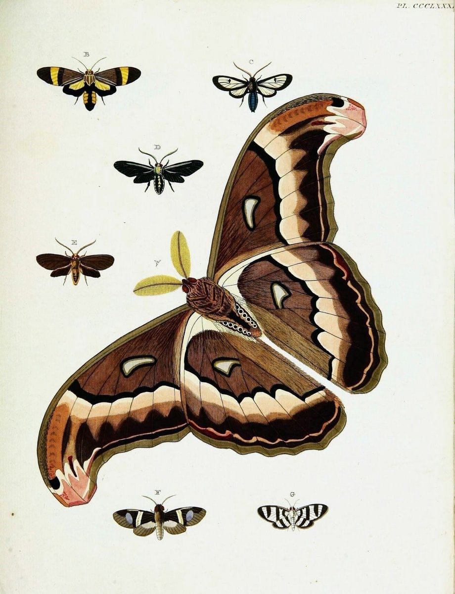 De uitlandsche kapellen voorkomende in de drie waereld-deelen, Asia, Africa en America,. | Africa America Asia Lepidoptera Surinam "Cornell University Library" | Vintage Print Reproduction 466852