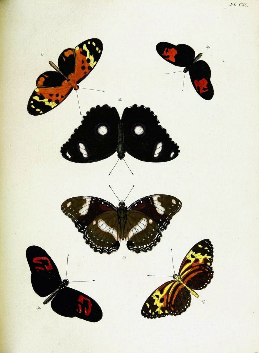 De uitlandsche kapellen voorkomende in de drie waereld-deelen, Asia, Africa en America,. | Africa America Asia Lepidoptera Surinam "Cornell University Library" | Vintage Print Reproduction 466857