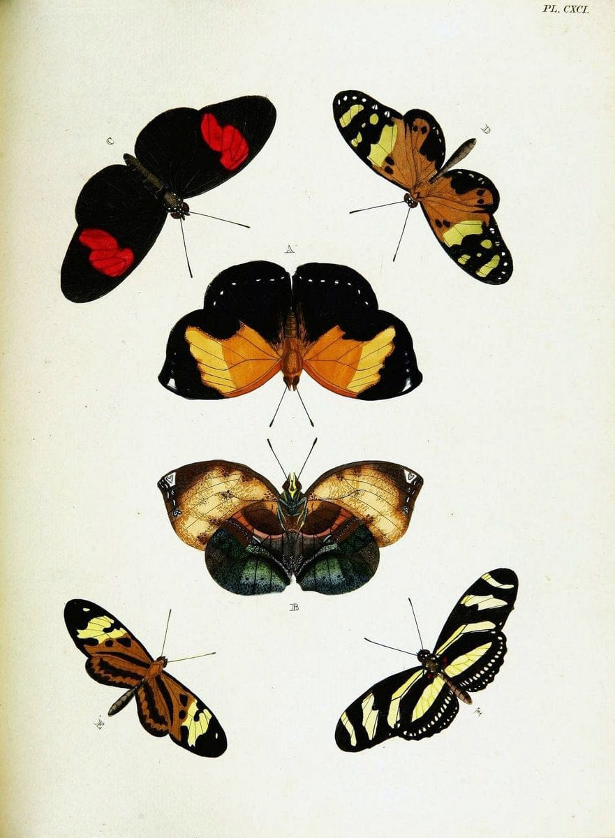 De uitlandsche kapellen voorkomende in de drie waereld-deelen, Asia, Africa en America,. | Africa America Asia Lepidoptera Surinam "Cornell University Library" | Vintage Print Reproduction 466858
