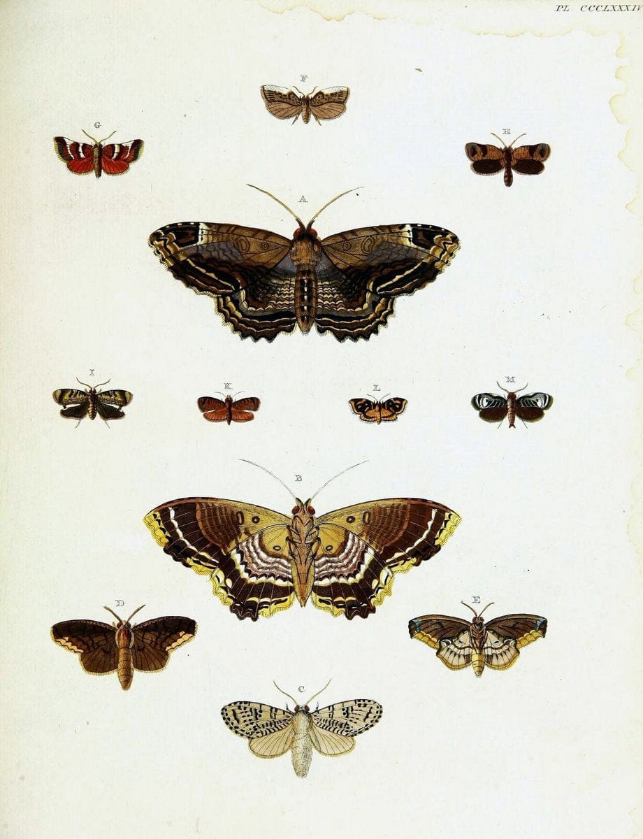 De uitlandsche kapellen voorkomende in de drie waereld-deelen, Asia, Africa en America,. | Africa America Asia Lepidoptera Surinam "Cornell University Library" | Vintage Print Reproduction 466859