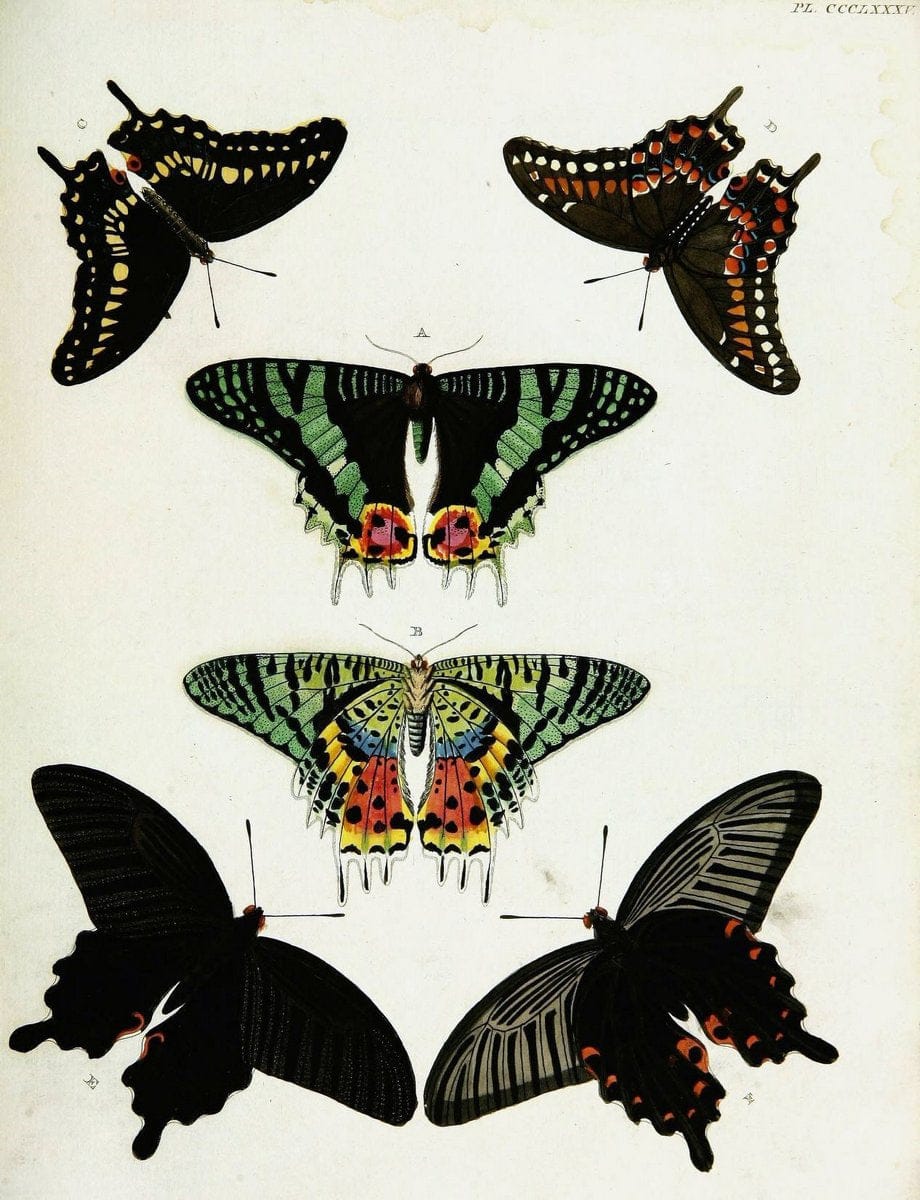 De uitlandsche kapellen voorkomende in de drie waereld-deelen, Asia, Africa en America,. | Africa America Asia Lepidoptera Surinam "Cornell University Library" | Vintage Print Reproduction 466860