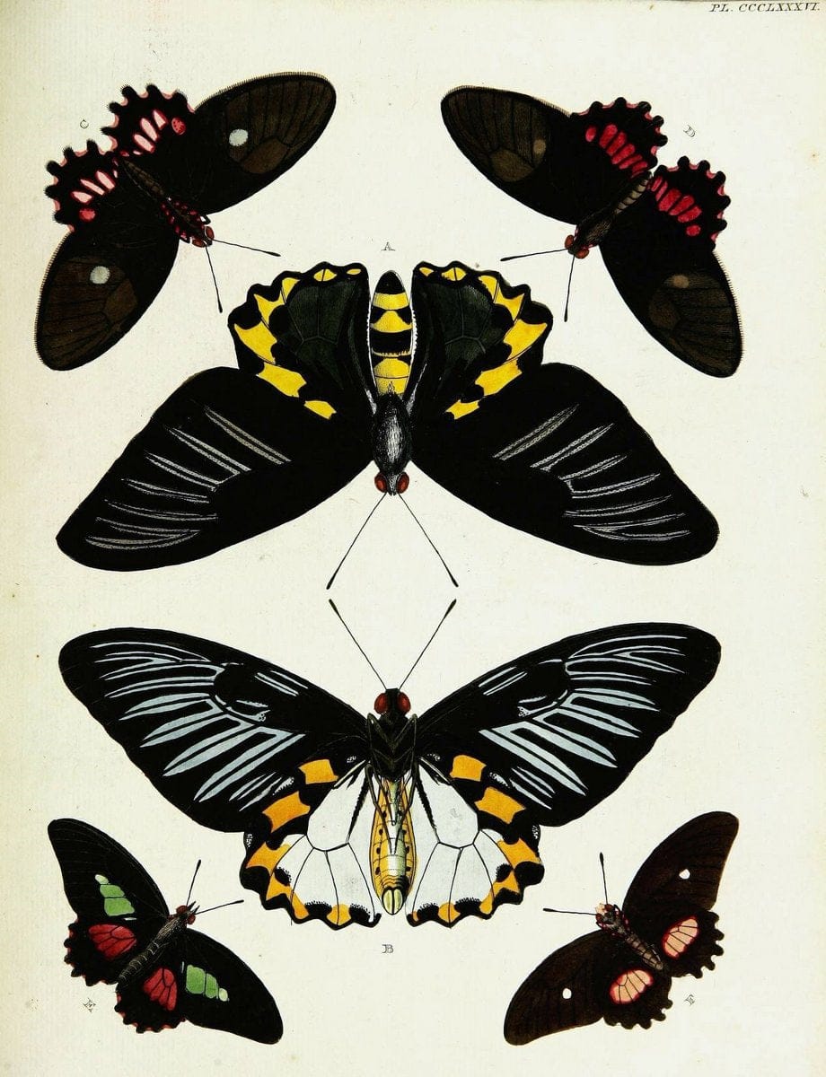 De uitlandsche kapellen voorkomende in de drie waereld-deelen, Asia, Africa en America,. | Africa America Asia Lepidoptera Surinam "Cornell University Library" | Vintage Print Reproduction 466862