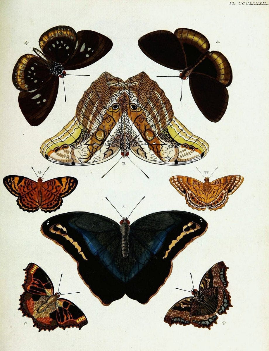 De uitlandsche kapellen voorkomende in de drie waereld-deelen, Asia, Africa en America,. | Africa America Asia Lepidoptera Surinam "Cornell University Library" | Vintage Print Reproduction 466865