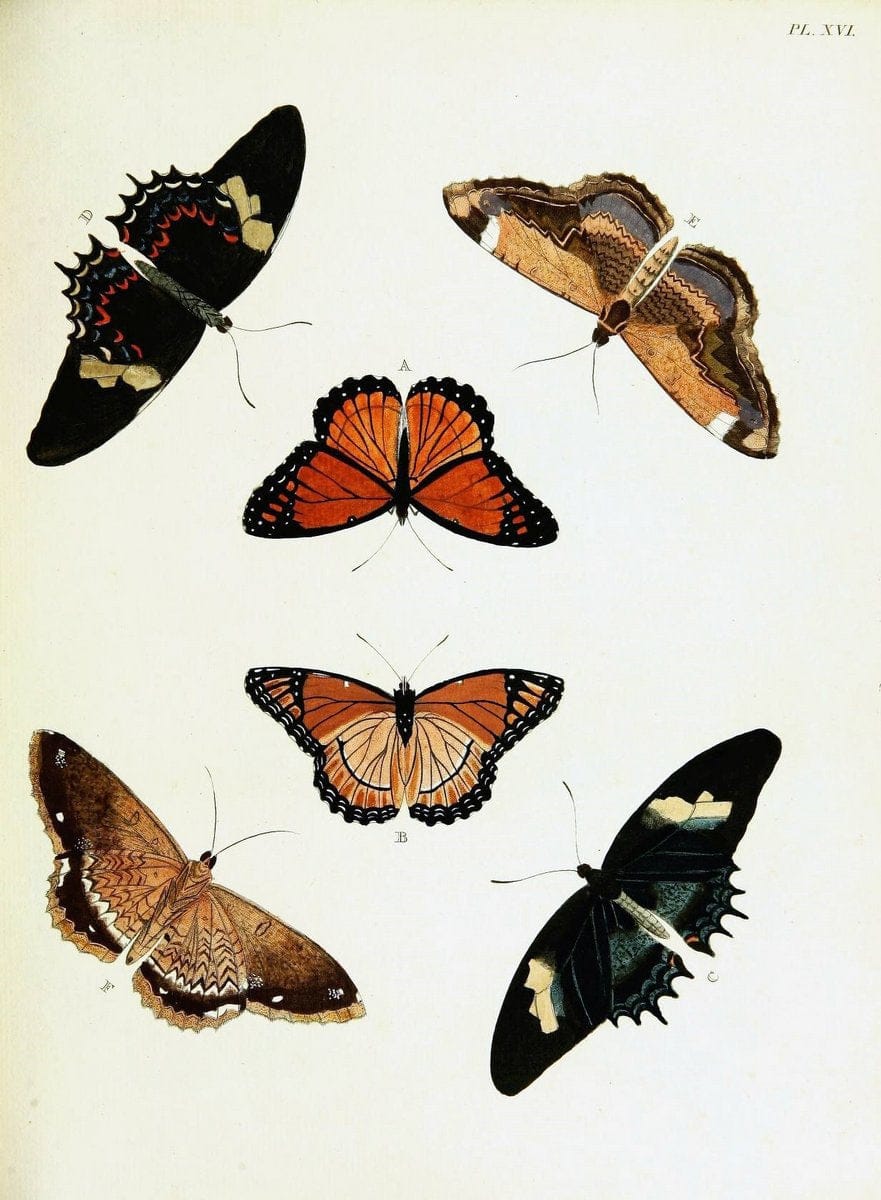 De uitlandsche kapellen voorkomende in de drie waereld-deelen, Asia, Africa en America,. | Africa America Asia Lepidoptera Surinam "Cornell University Library" | Vintage Print Reproduction 466869
