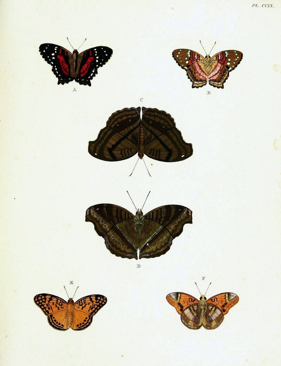 De uitlandsche kapellen voorkomende in de drie waereld-deelen, Asia, Africa en America,. | Africa America Asia Lepidoptera Surinam "Cornell University Library" | Vintage Print Reproduction 466870