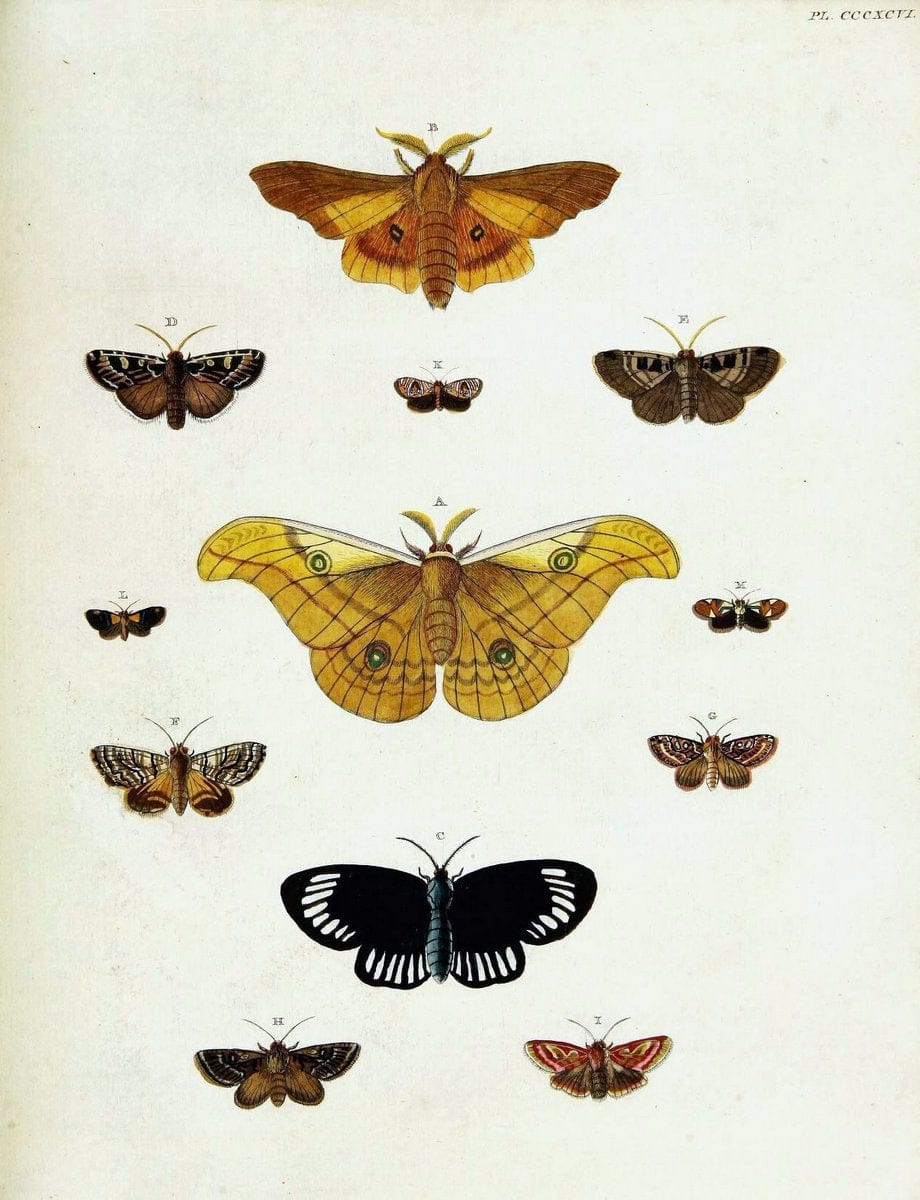 De uitlandsche kapellen voorkomende in de drie waereld-deelen, Asia, Africa en America,. | Africa America Asia Lepidoptera Surinam "Cornell University Library" | Vintage Print Reproduction 466874