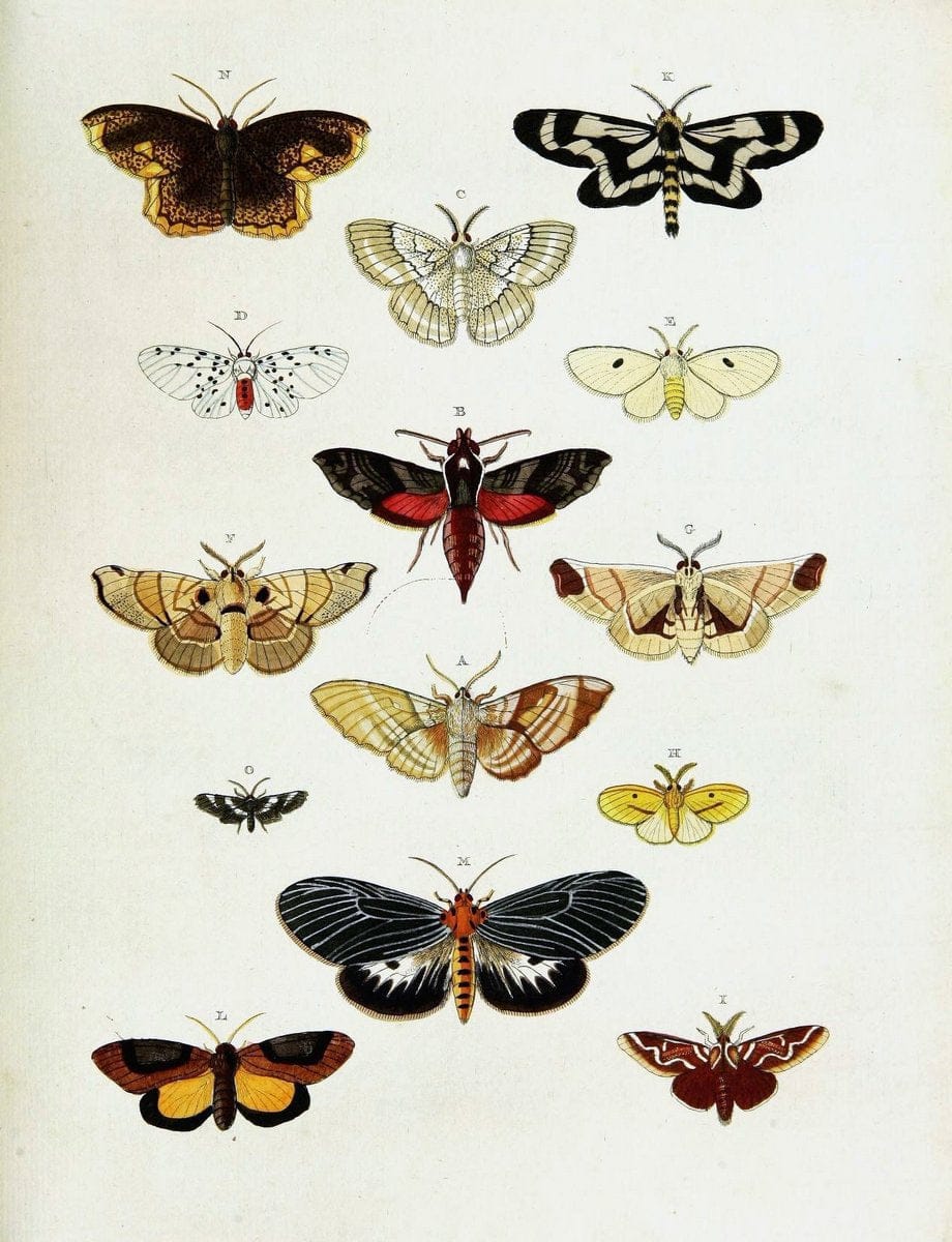 De uitlandsche kapellen voorkomende in de drie waereld-deelen, Asia, Africa en America,. | Africa America Asia Lepidoptera Surinam "Cornell University Library" | Vintage Print Reproduction 466876
