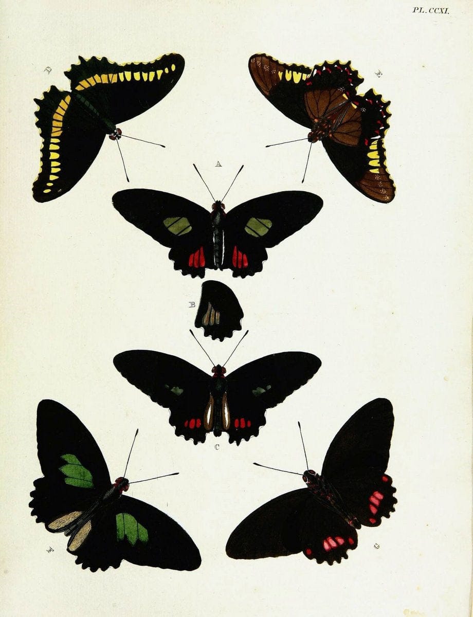 De uitlandsche kapellen voorkomende in de drie waereld-deelen, Asia, Africa en America,. | Africa America Asia Lepidoptera Surinam "Cornell University Library" | Vintage Print Reproduction 466882