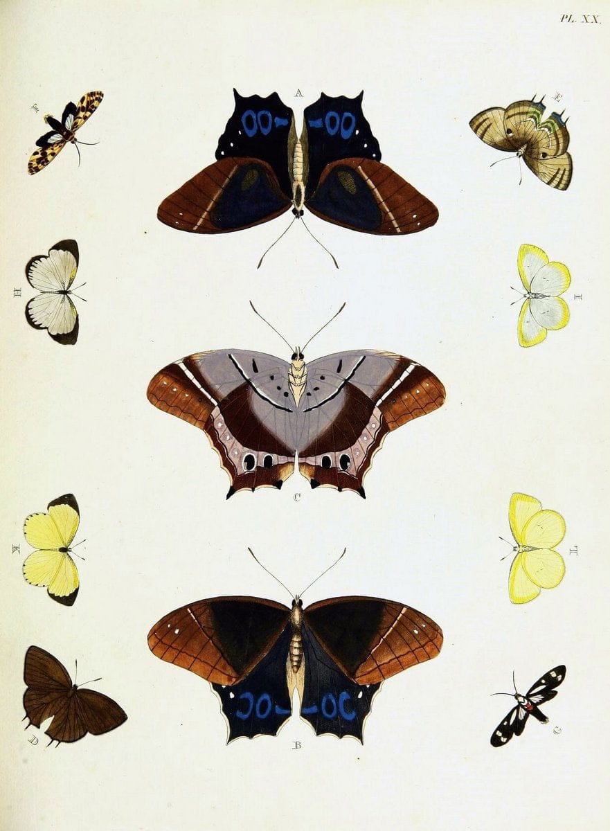 De uitlandsche kapellen voorkomende in de drie waereld-deelen, Asia, Africa en America,. | Africa America Asia Lepidoptera Surinam "Cornell University Library" | Vintage Print Reproduction 466885
