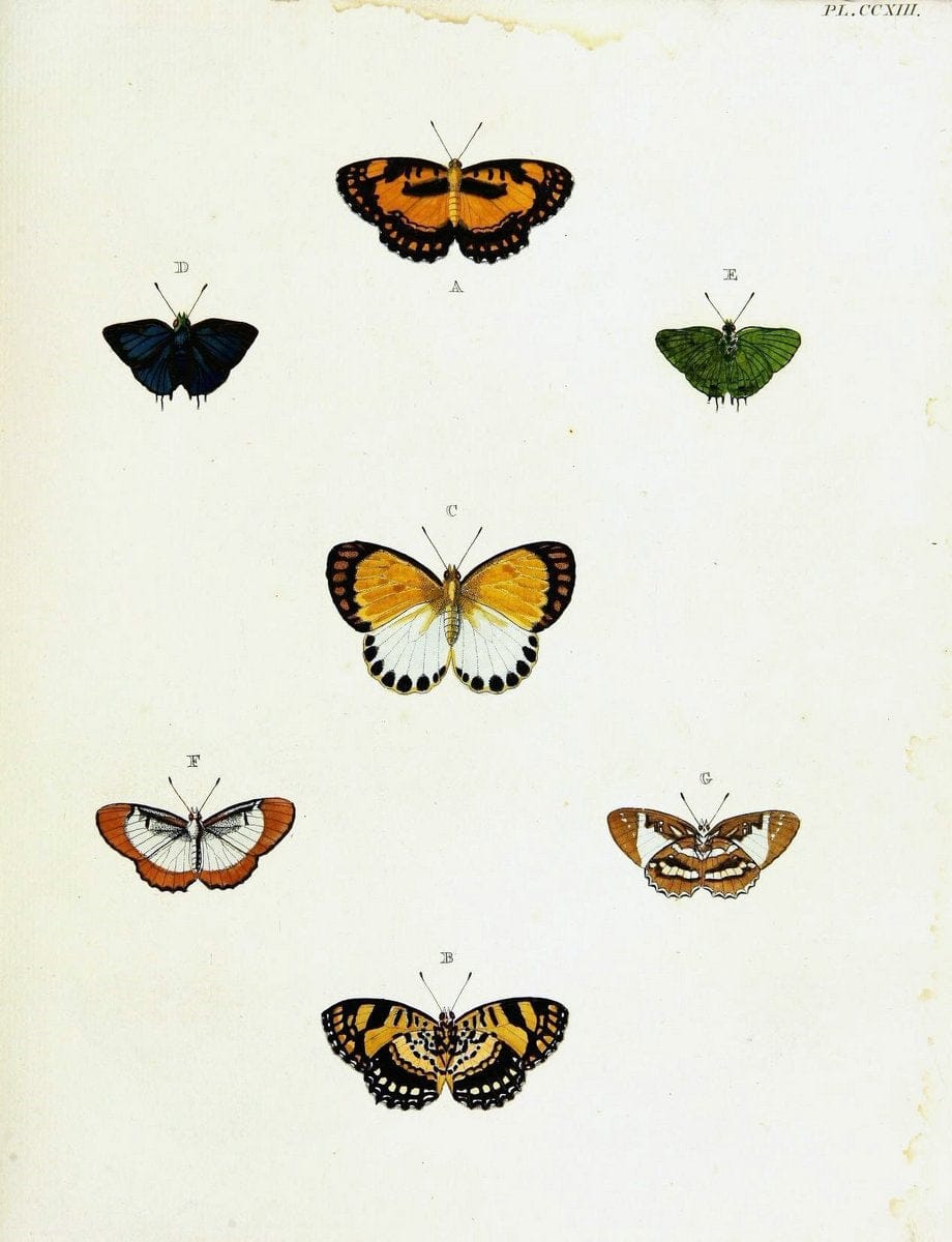 De uitlandsche kapellen voorkomende in de drie waereld-deelen, Asia, Africa en America,. | Africa America Asia Lepidoptera Surinam "Cornell University Library" | Vintage Print Reproduction 466886