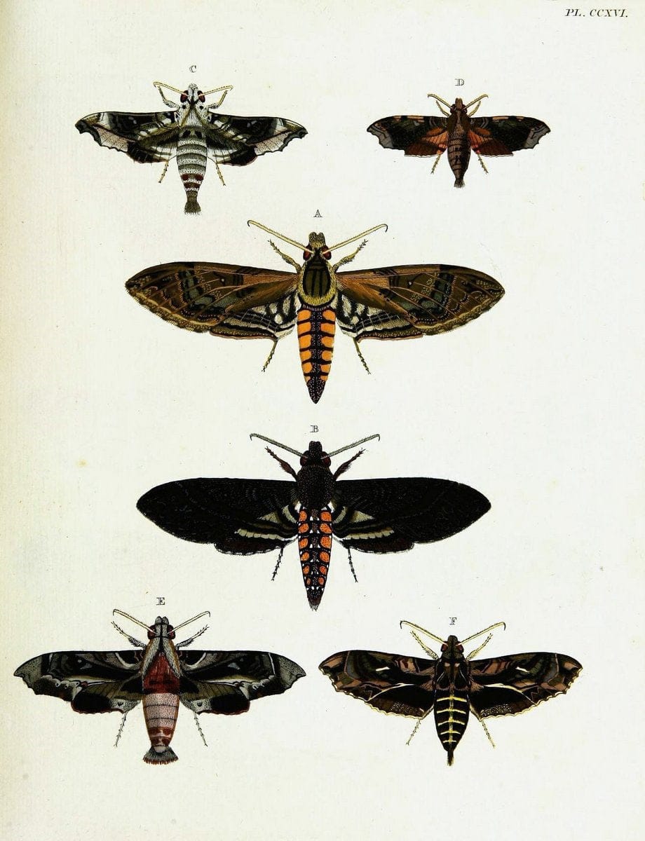 De uitlandsche kapellen voorkomende in de drie waereld-deelen, Asia, Africa en America,. | Africa America Asia Lepidoptera Surinam "Cornell University Library" | Vintage Print Reproduction 466891
