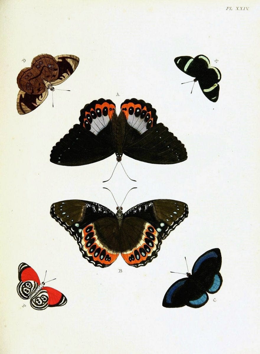 De uitlandsche kapellen voorkomende in de drie waereld-deelen, Asia, Africa en America,. | Africa America Asia Lepidoptera Surinam "Cornell University Library" | Vintage Print Reproduction 466893