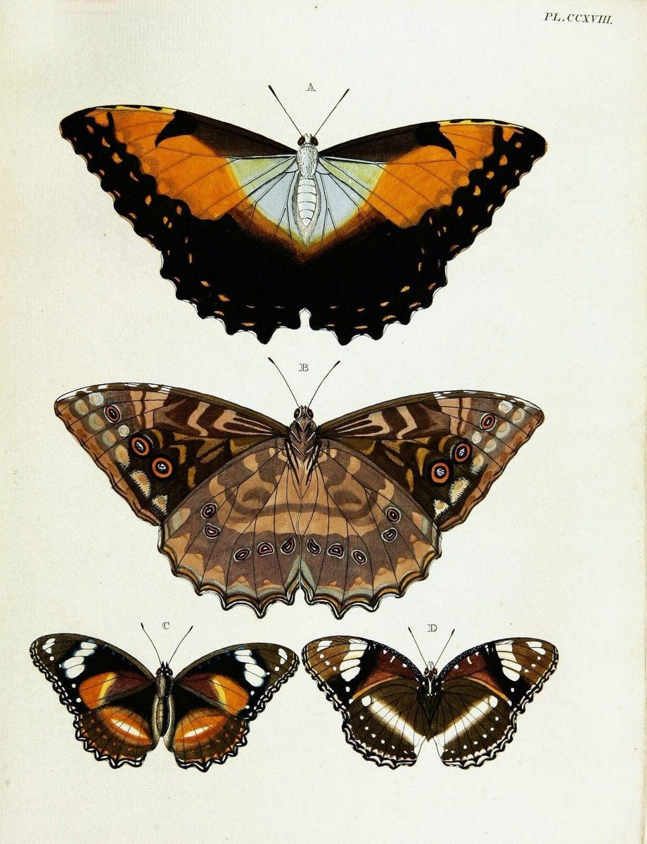 De uitlandsche kapellen voorkomende in de drie waereld-deelen, Asia, Africa en America,. | Africa America Asia Lepidoptera Surinam "Cornell University Library" | Vintage Print Reproduction 466896