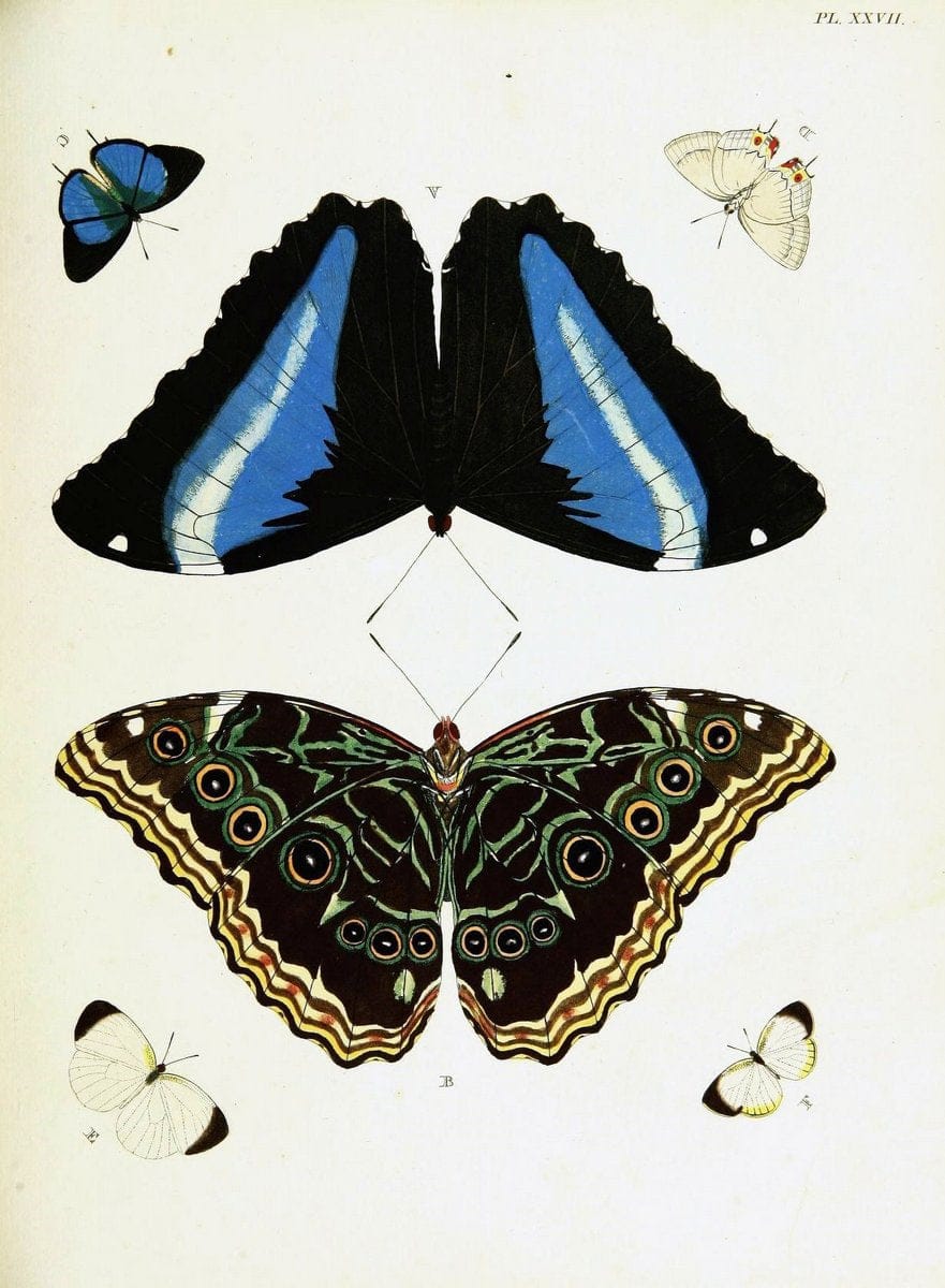 De uitlandsche kapellen voorkomende in de drie waereld-deelen, Asia, Africa en America,. | Africa America Asia Lepidoptera Surinam "Cornell University Library" | Vintage Print Reproduction 466899