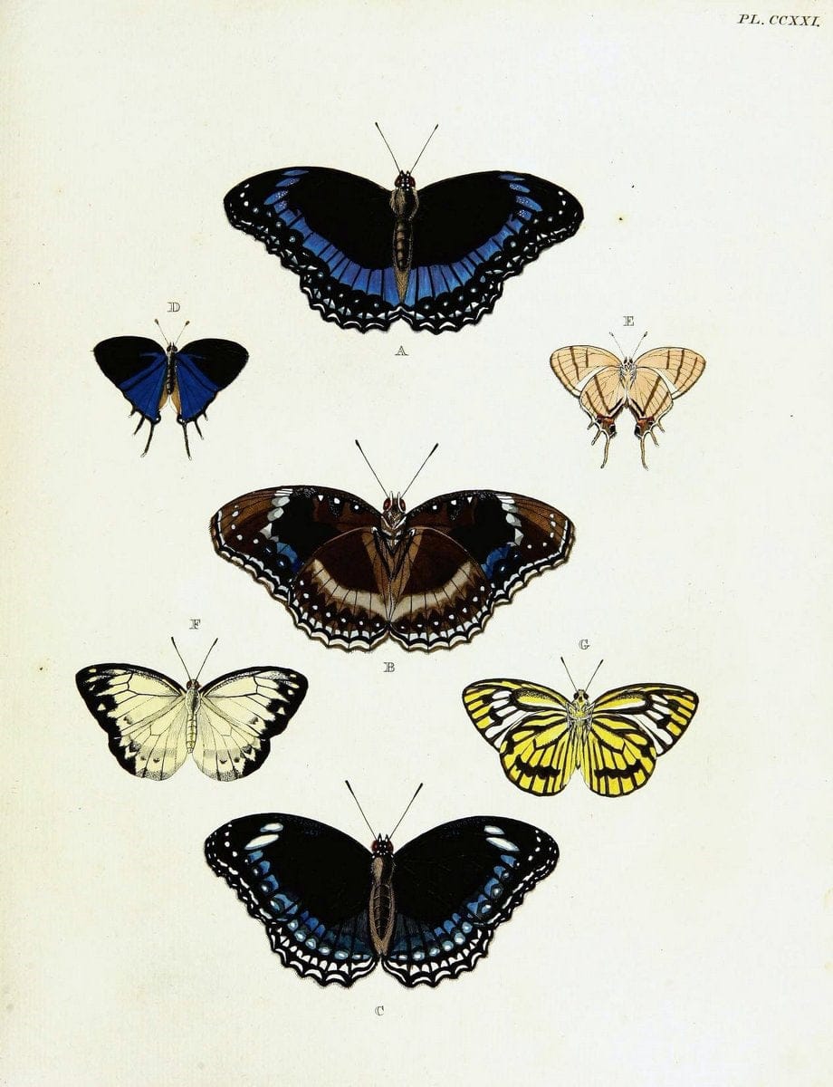 De uitlandsche kapellen voorkomende in de drie waereld-deelen, Asia, Africa en America,. | Africa America Asia Lepidoptera Surinam "Cornell University Library" | Vintage Print Reproduction 466901