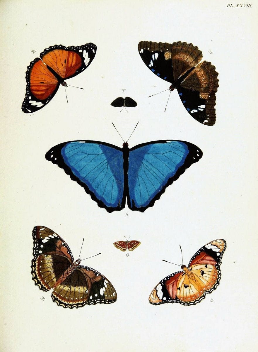 De uitlandsche kapellen voorkomende in de drie waereld-deelen, Asia, Africa en America,. | Africa America Asia Lepidoptera Surinam "Cornell University Library" | Vintage Print Reproduction 466902