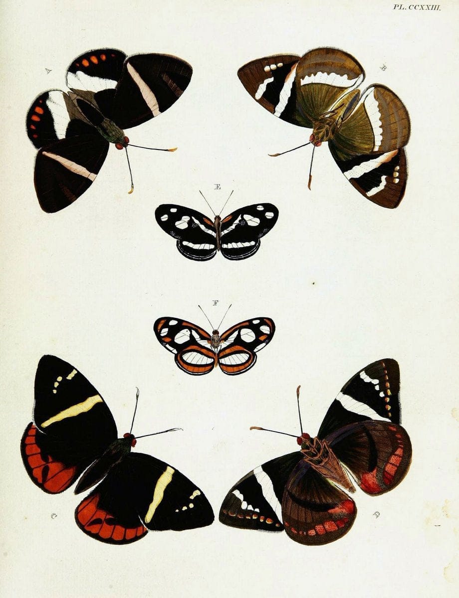 De uitlandsche kapellen voorkomende in de drie waereld-deelen, Asia, Africa en America,. | Africa America Asia Lepidoptera Surinam "Cornell University Library" | Vintage Print Reproduction 466906