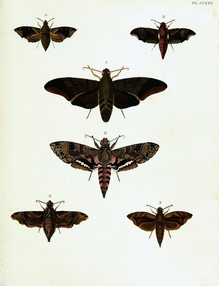 De uitlandsche kapellen voorkomende in de drie waereld-deelen, Asia, Africa en America,. | Africa America Asia Lepidoptera Surinam "Cornell University Library" | Vintage Print Reproduction 466909