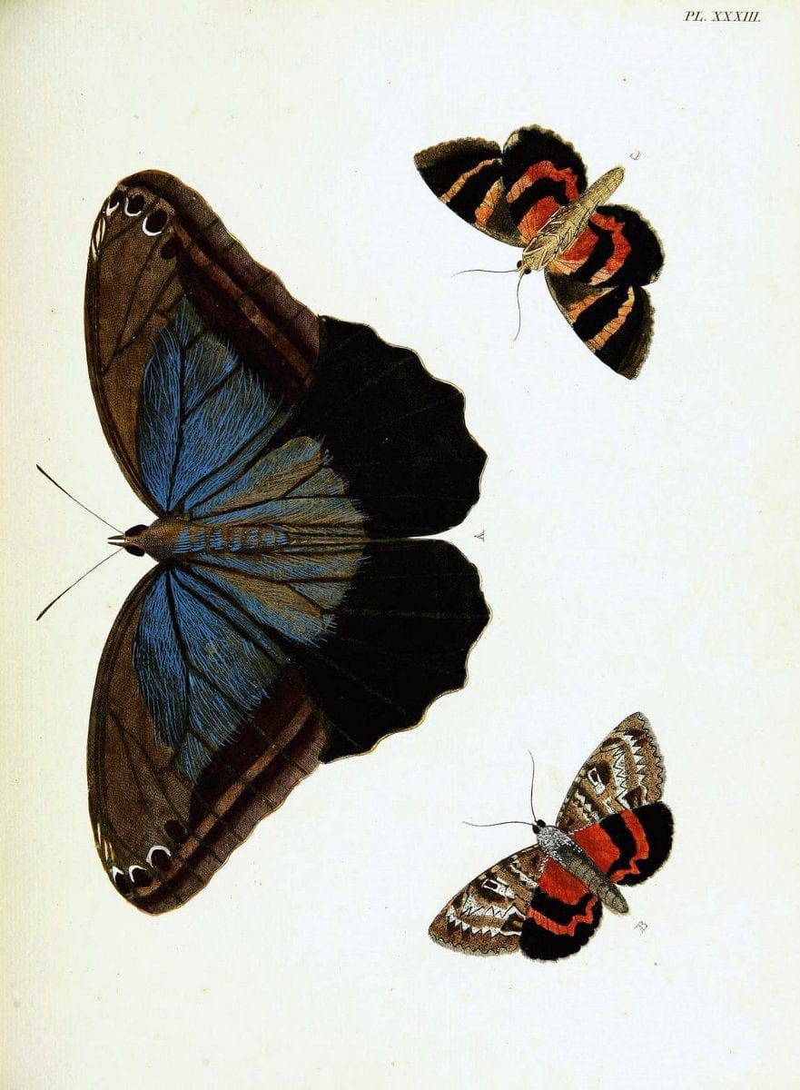 De uitlandsche kapellen voorkomende in de drie waereld-deelen, Asia, Africa en America,. | Africa America Asia Lepidoptera Surinam "Cornell University Library" | Vintage Print Reproduction 466911