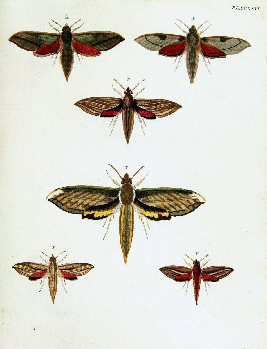 De uitlandsche kapellen voorkomende in de drie waereld-deelen, Asia, Africa en America,. | Africa America Asia Lepidoptera Surinam "Cornell University Library" | Vintage Print Reproduction 466912