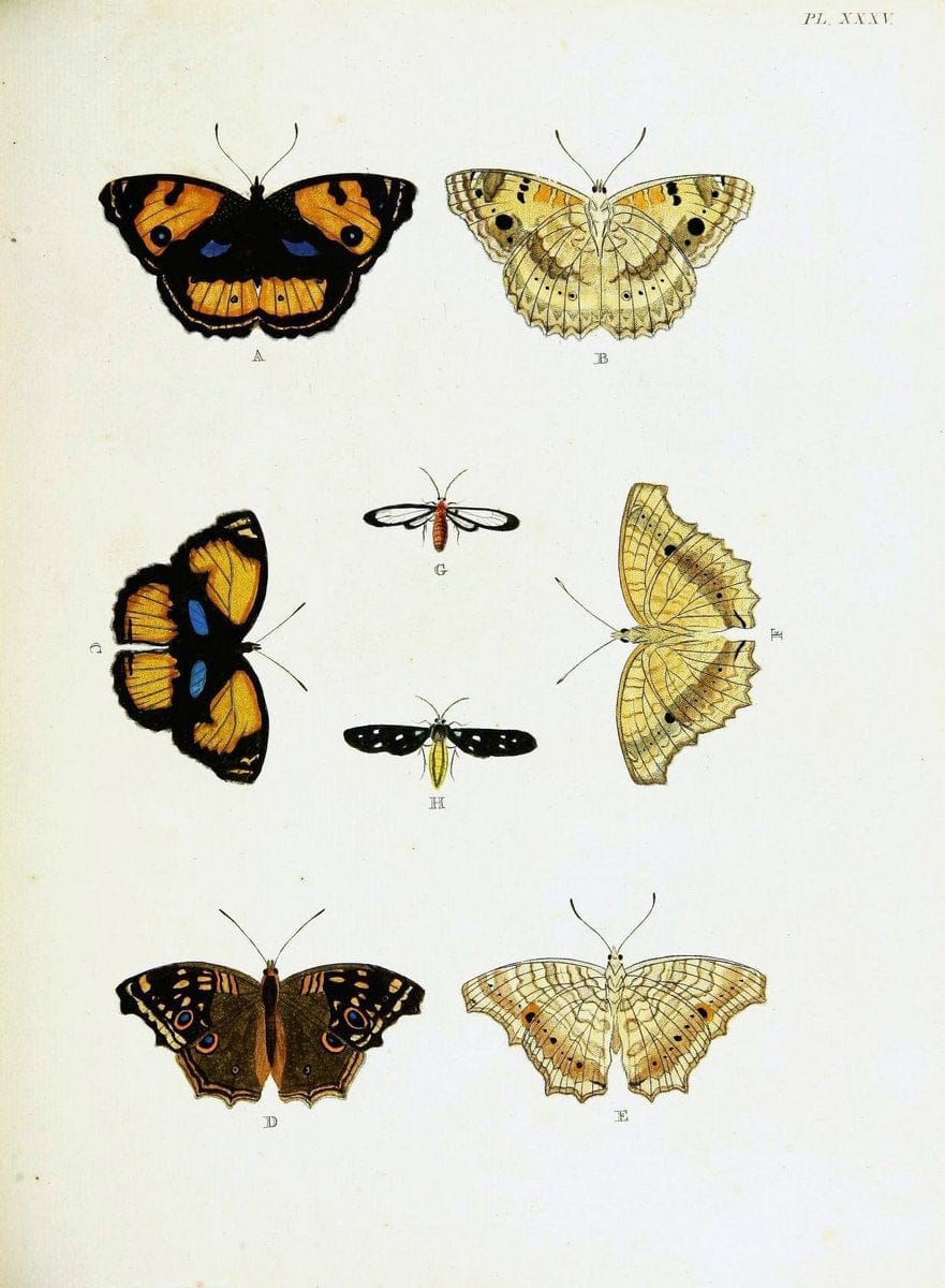 De uitlandsche kapellen voorkomende in de drie waereld-deelen, Asia, Africa en America,. | Africa America Asia Lepidoptera Surinam "Cornell University Library" | Vintage Print Reproduction 466916