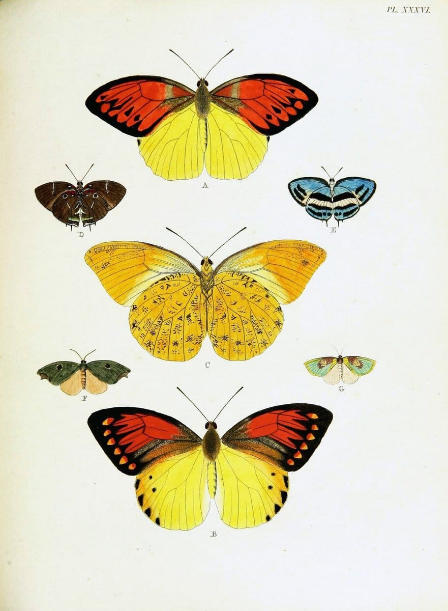 De uitlandsche kapellen voorkomende in de drie waereld-deelen, Asia, Africa en America,. | Africa America Asia Lepidoptera Surinam "Cornell University Library" | Vintage Print Reproduction 466917