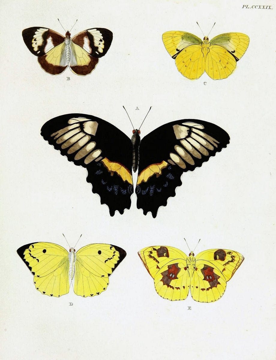 De uitlandsche kapellen voorkomende in de drie waereld-deelen, Asia, Africa en America,. | Africa America Asia Lepidoptera Surinam "Cornell University Library" | Vintage Print Reproduction 466918