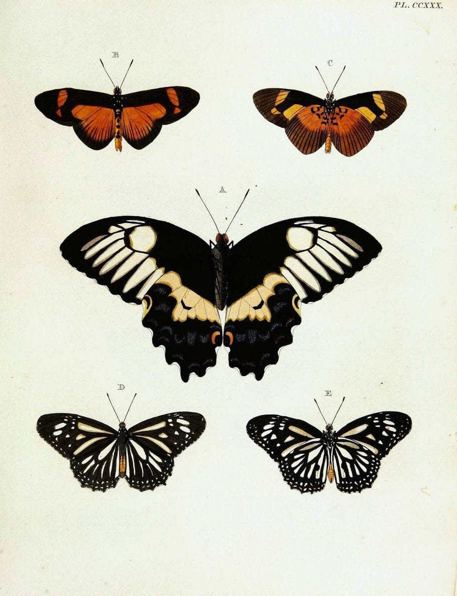 De uitlandsche kapellen voorkomende in de drie waereld-deelen, Asia, Africa en America,. | Africa America Asia Lepidoptera Surinam "Cornell University Library" | Vintage Print Reproduction 466919