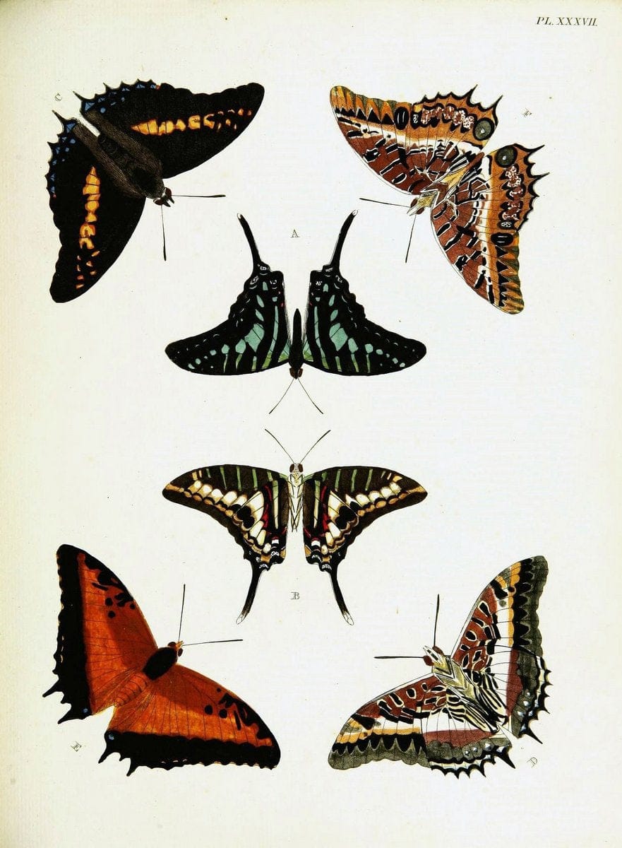 De uitlandsche kapellen voorkomende in de drie waereld-deelen, Asia, Africa en America,. | Africa America Asia Lepidoptera Surinam "Cornell University Library" | Vintage Print Reproduction 466920