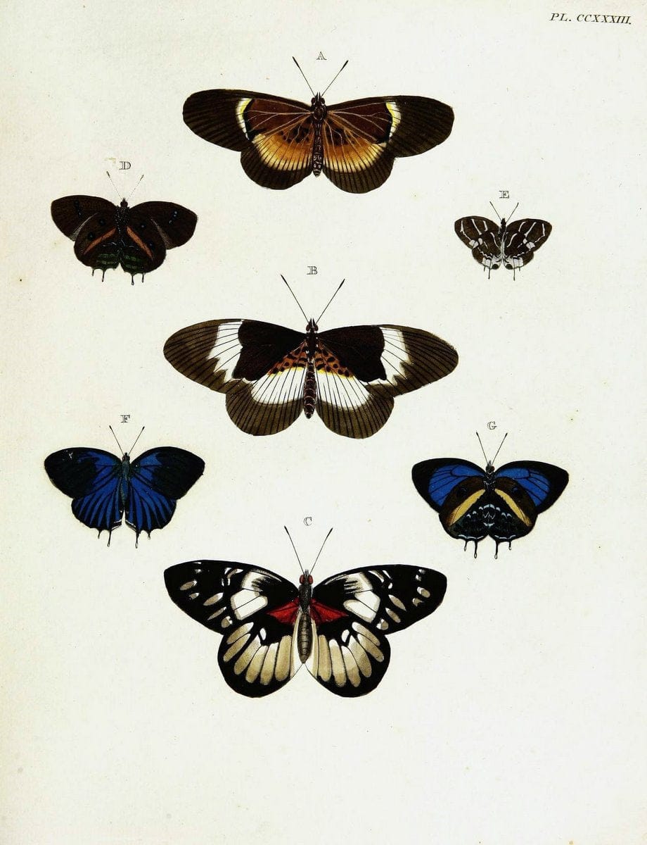 De uitlandsche kapellen voorkomende in de drie waereld-deelen, Asia, Africa en America,. | Africa America Asia Lepidoptera Surinam "Cornell University Library" | Vintage Print Reproduction 466925