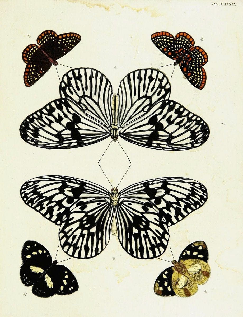 De uitlandsche kapellen voorkomende in de drie waereld-deelen, Asia, Africa en America,. | Africa America Asia Lepidoptera Surinam "Cornell University Library" | Vintage Print Reproduction 466927