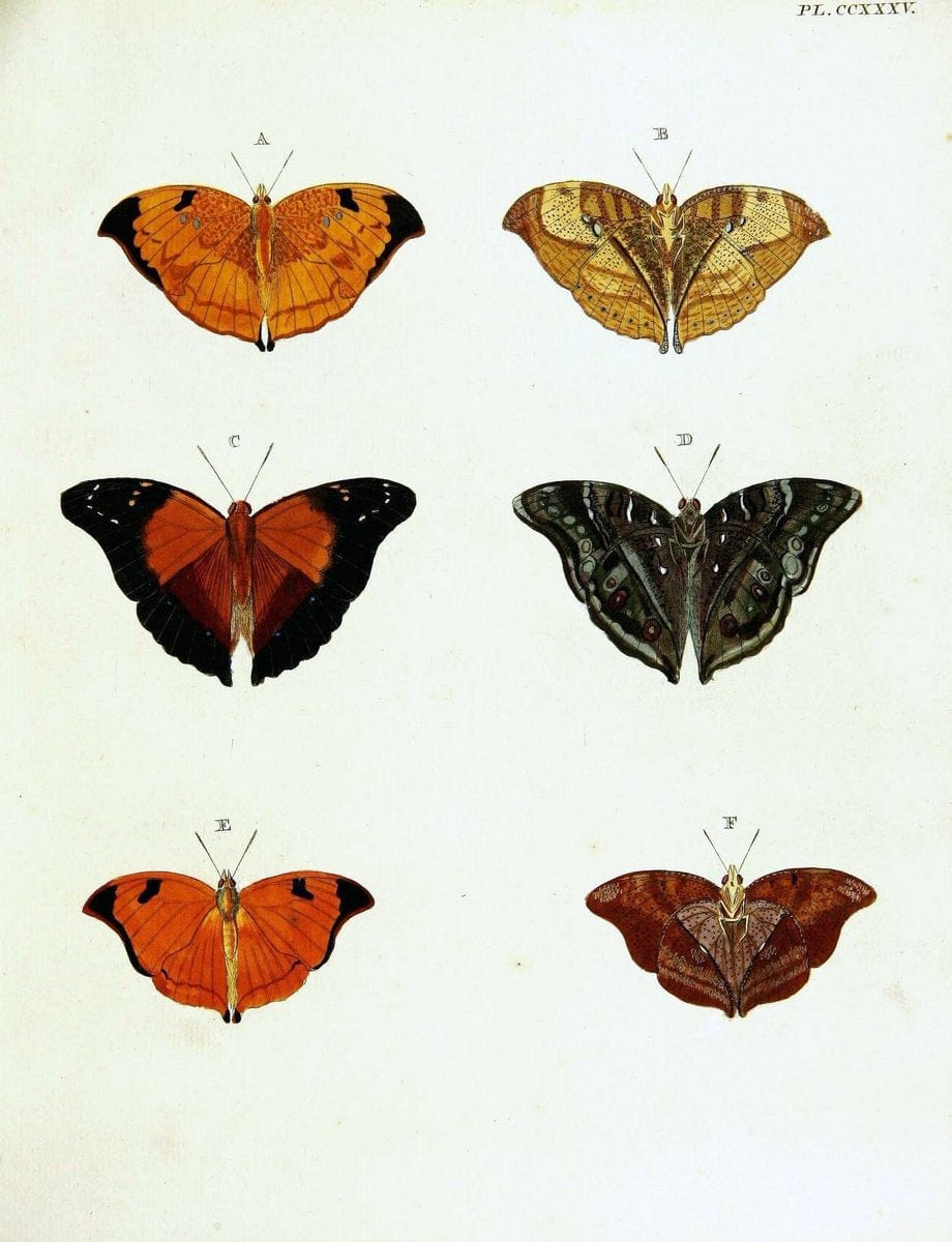 De uitlandsche kapellen voorkomende in de drie waereld-deelen, Asia, Africa en America,. | Africa America Asia Lepidoptera Surinam "Cornell University Library" | Vintage Print Reproduction 466930