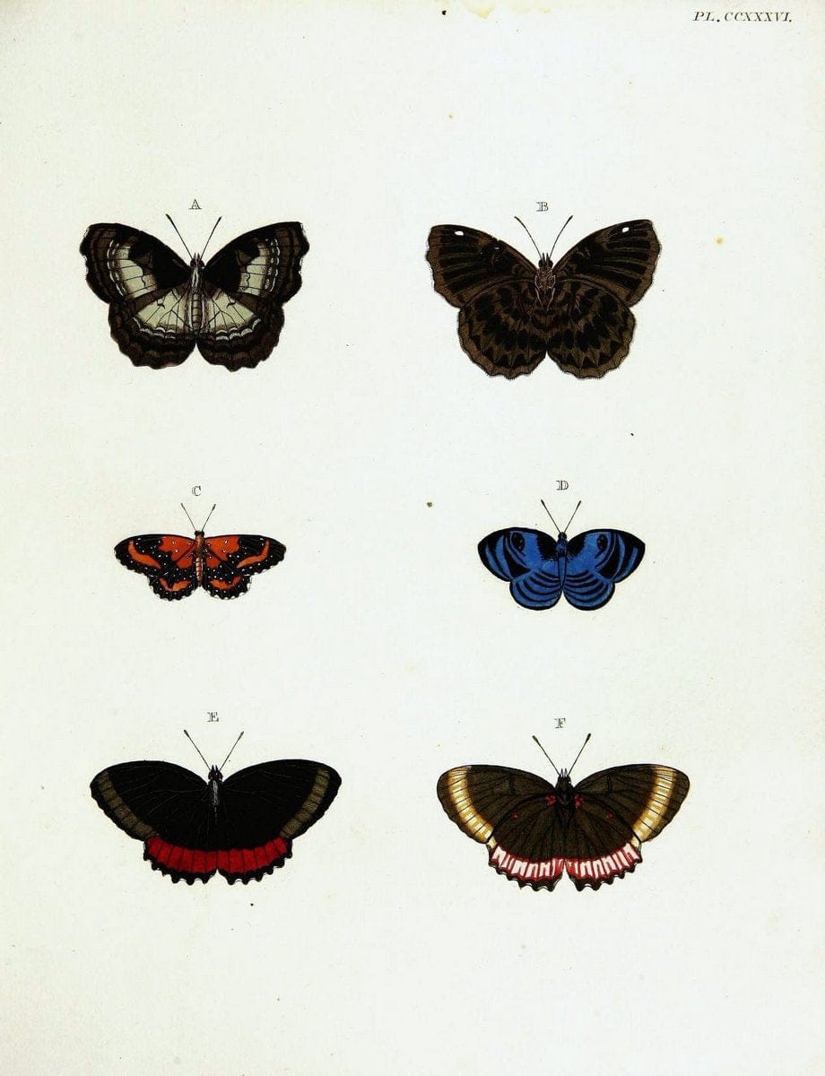 De uitlandsche kapellen voorkomende in de drie waereld-deelen, Asia, Africa en America,. | Africa America Asia Lepidoptera Surinam "Cornell University Library" | Vintage Print Reproduction 466932