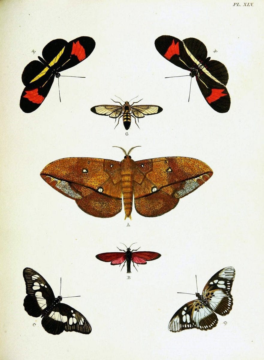 De uitlandsche kapellen voorkomende in de drie waereld-deelen, Asia, Africa en America,. | Africa America Asia Lepidoptera Surinam "Cornell University Library" | Vintage Print Reproduction 466937