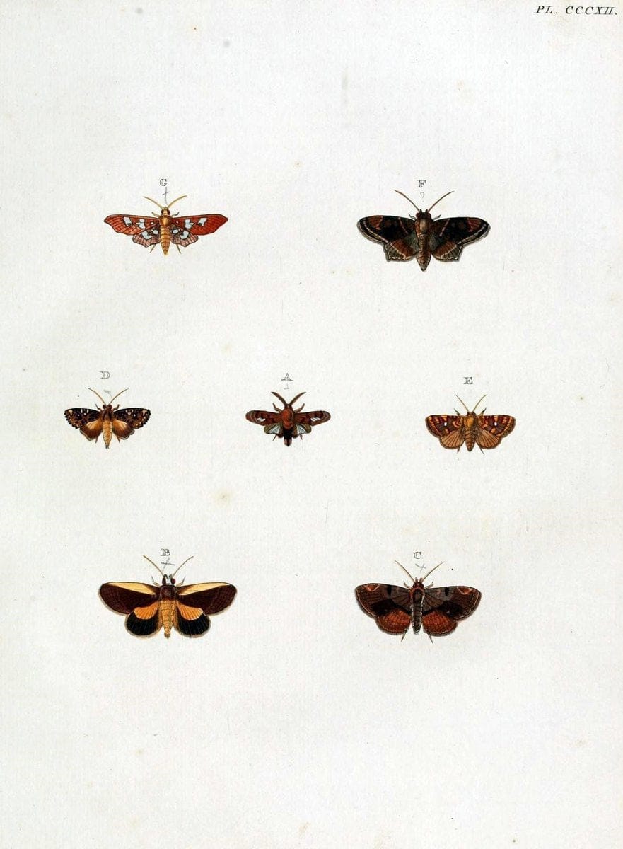 De uitlandsche kapellen, voorkomende in de drie waereld-deelen Asia, Africa en America / | "Catalogs and collections" Lepidoptera "Pictorial works" Suriname | Vintage Print Reproduction 466938