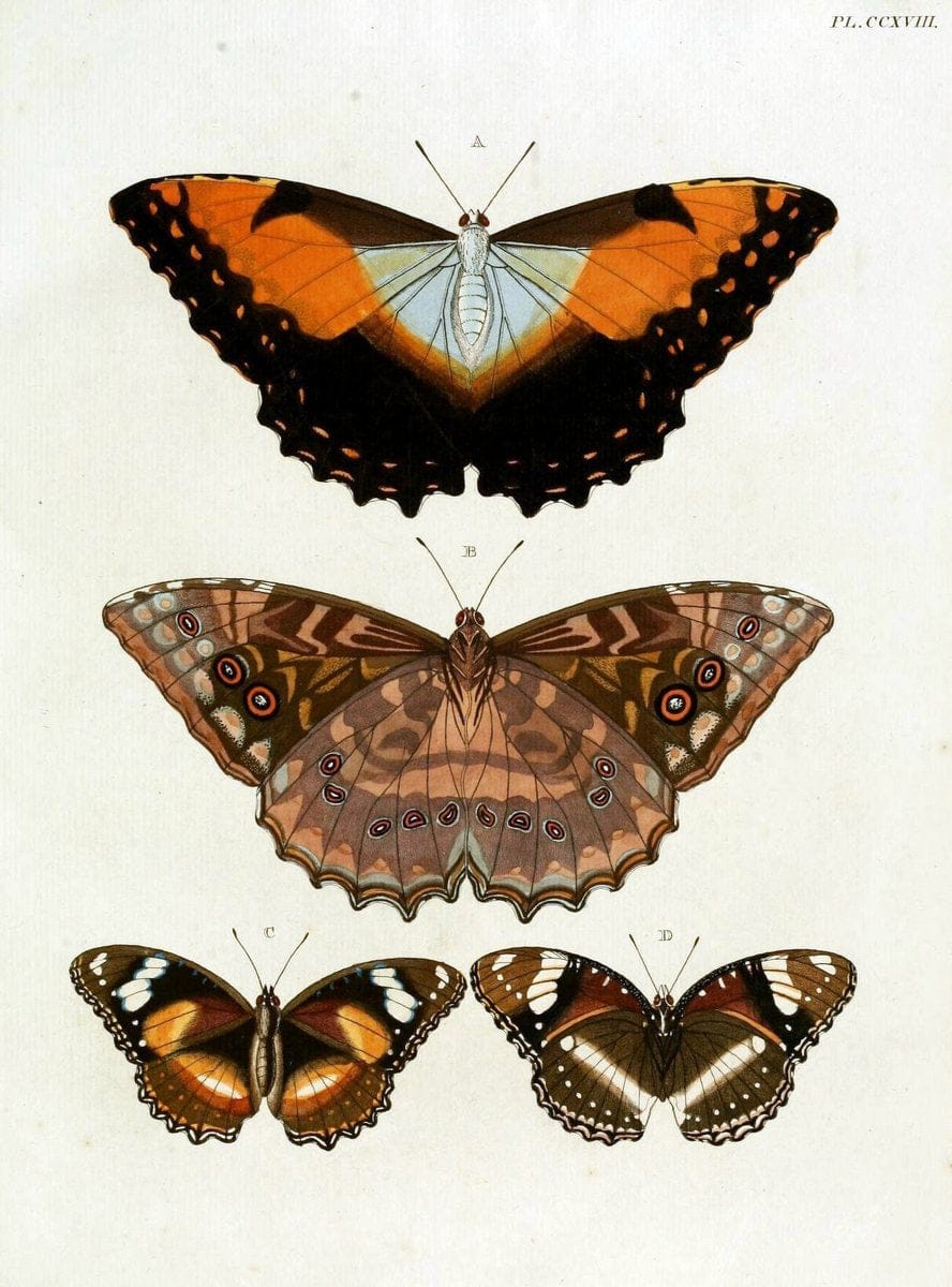 De uitlandsche kapellen, voorkomende in de drie waereld-deelen Asia, Africa en America / | "Catalogs and collections" Lepidoptera "Pictorial works" Suriname | Vintage Print Reproduction 466939
