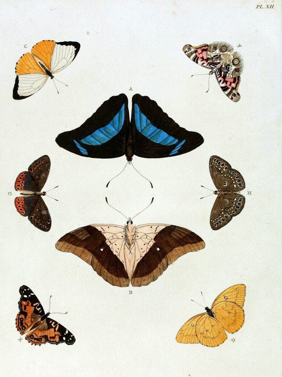 De uitlandsche kapellen, voorkomende in de drie waereld-deelen Asia, Africa en America / | "Catalogs and collections" Lepidoptera "Pictorial works" Suriname | Vintage Print Reproduction 466940