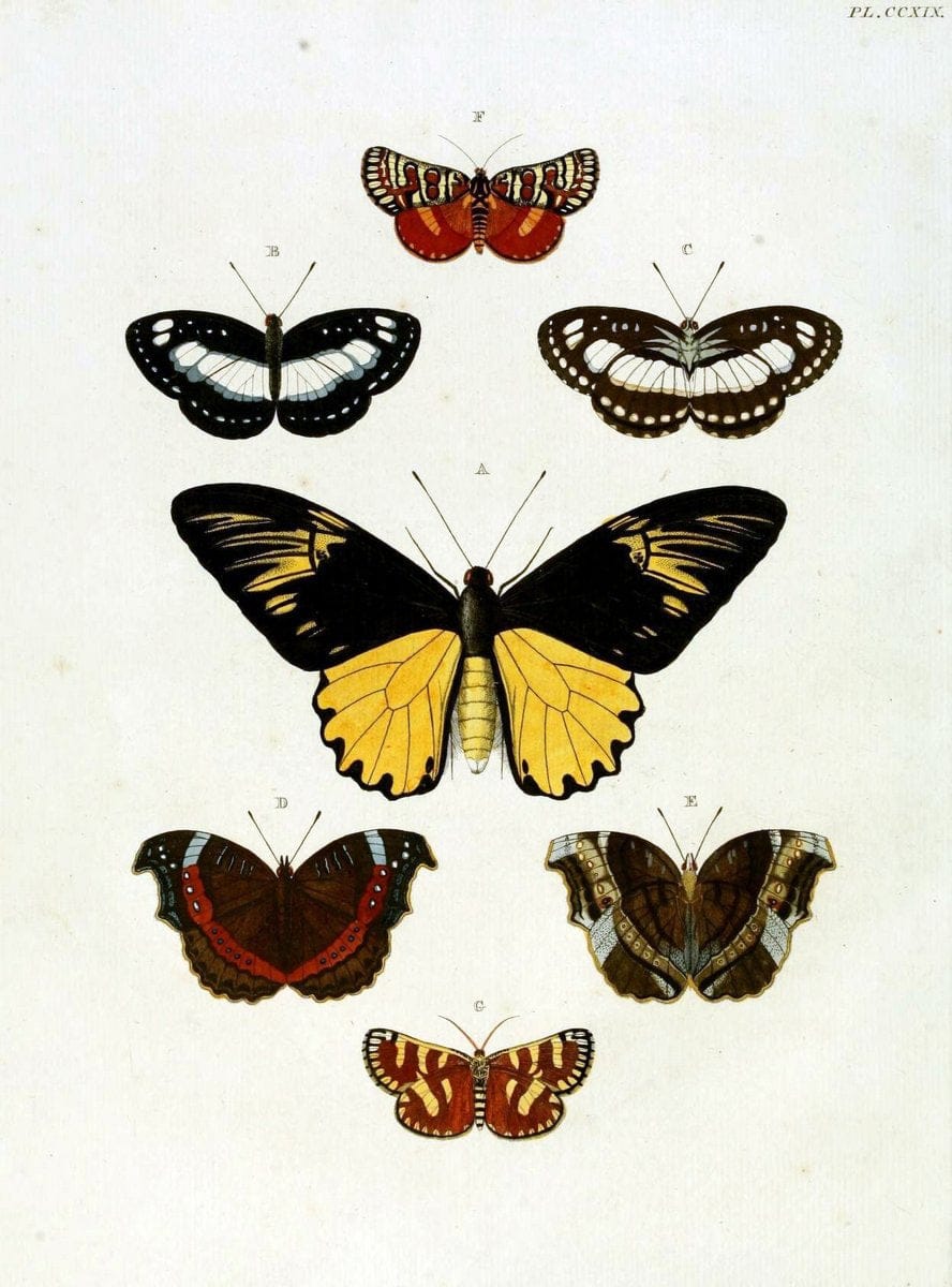 De uitlandsche kapellen, voorkomende in de drie waereld-deelen Asia, Africa en America / | "Catalogs and collections" Lepidoptera "Pictorial works" Suriname | Vintage Print Reproduction 466941